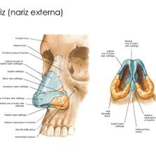 Clínica Otorrinolaringológica del Dr. Bernardino Cano ilustrado de la nariz externa